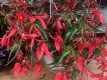 BEGONIA DRAGON WIN Ø22/23