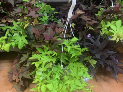 IPOMEA Ø22