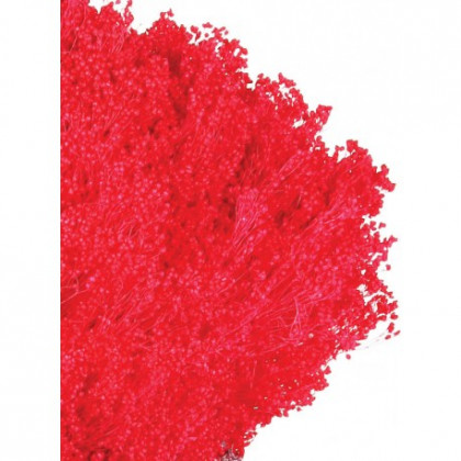 BROOMS FUCSIA