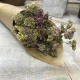 ACHILLEA MIX