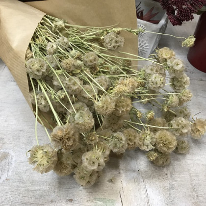 SCABIOSA STELLATA