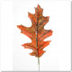 FEUILLES DE CHÊNE 20 CM