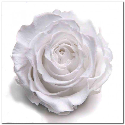 ROSA PRESERVADA SUPR BLANCA.