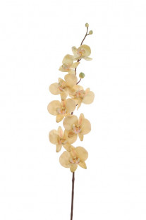 PHALAENOPSIS 85CM.