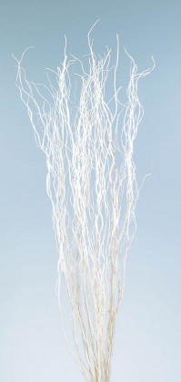SALIX BLANCO 180CM.