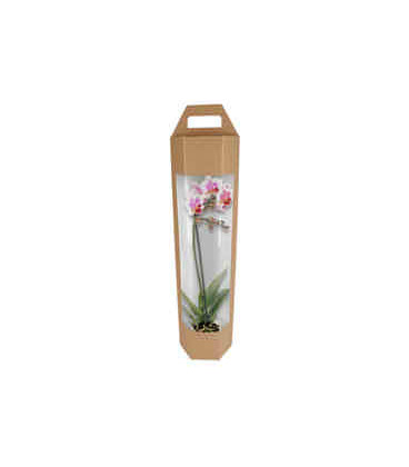 BOX ORQUIDEA HEXAGONAL CARTON D:19,5 X 75CM UNI