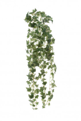 LIERRE VERT/BLANC CHUTE