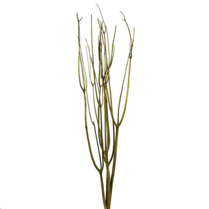 MITSUMATA 120CM VERDE F.