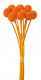 CRASPEDIA PRES. NARANJA