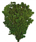 KERQUS PRES. 80 CM VERDE