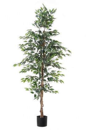FICUS 180 CM BICOLOR