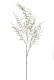 ASPARAGUS SAUVAGE 127CM VERT