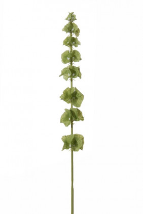 MOLUCELLA 74CM VERT