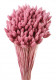 PHALARIS ROSA MONTE