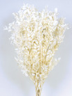 RUSCUS PRES BLANCO.