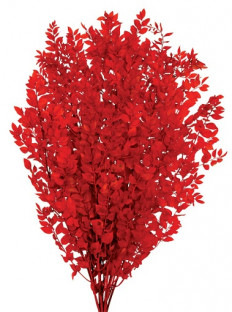 RUSCUS PRES ROJO.