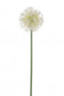 ALLIUM 50CM CREME