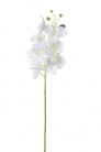 PHALAENOPSIS 80CM BLANCO