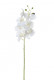 PHALAENOPSIS 80CM BLANCO