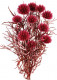 ECHINOPS PRES CEREZA