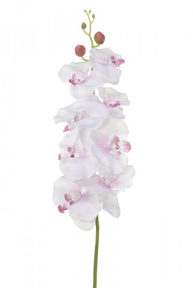 PHALAENOPSIS 95CM BL/LILA