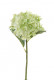 HORTENSIA 46CM VERT
