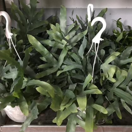 HELECHO PLEBODIUM BLUE STAR Ø:22