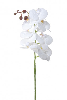PHALAENOPSIS 100CM BLANCO