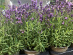 LAVANDULA HIDCOTE BLUE Ø13