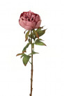 PIVOINE 60CM VIEUX ROSE