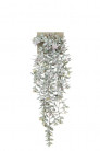 EUONYMUS CHUTE 70CM VERT/GRIS HEADER