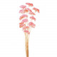 ACHILEA FILIPENDULINA ROSA 70CM