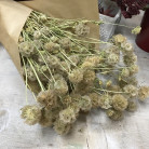 SCABIOSA STELLATA