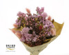 BOUQUET DRY ROSA 50CM