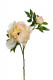 PAEONIA 65CM CREMA