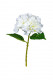 HORTENSIA 32CM BLANCO