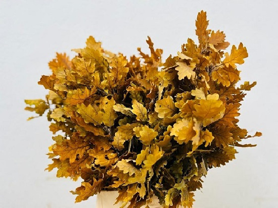 ROBLE OAK ESTABILIZADO 60CM AMARILLO