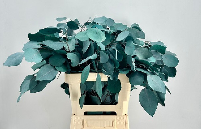 HOJA EUCALIPTUS POPULUUS PRESERVED GREEN.