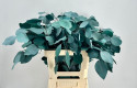 HOJA EUCALIPTUS POPULUUS PRESERVED GREEN.