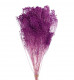 BROOMS LILA BORRAVINO