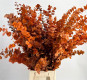 HOJA EUCALIPTUS CINEREA ESTABILIZADO PAINT NARANJA 75 CM