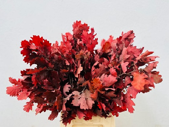 ROBLE QUERCUS OAK ESTABILIZADO 60CM ROJO