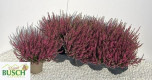 CALLUNA VULGARIS MARLIES Ø12-28CM