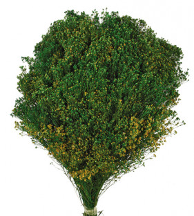 BROOMS PRESS. VERDE F.