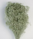 BROOMS VERDE SALVIA