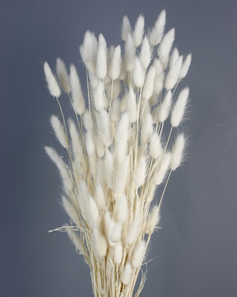 LAGURUS 60CM BLANCO