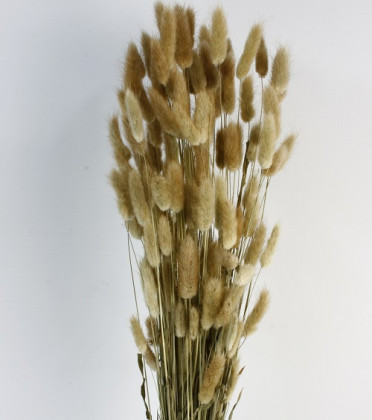 LAGURUS 60CM NATURAL