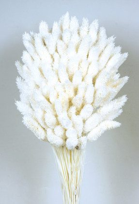 PHALARIS BLANCO