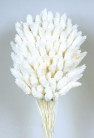 PHALARIS BLANCO