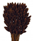PHALARIS MARRON